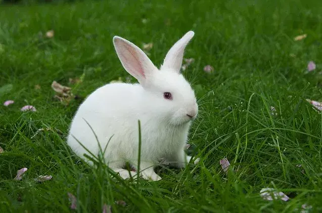Florida white rabbit