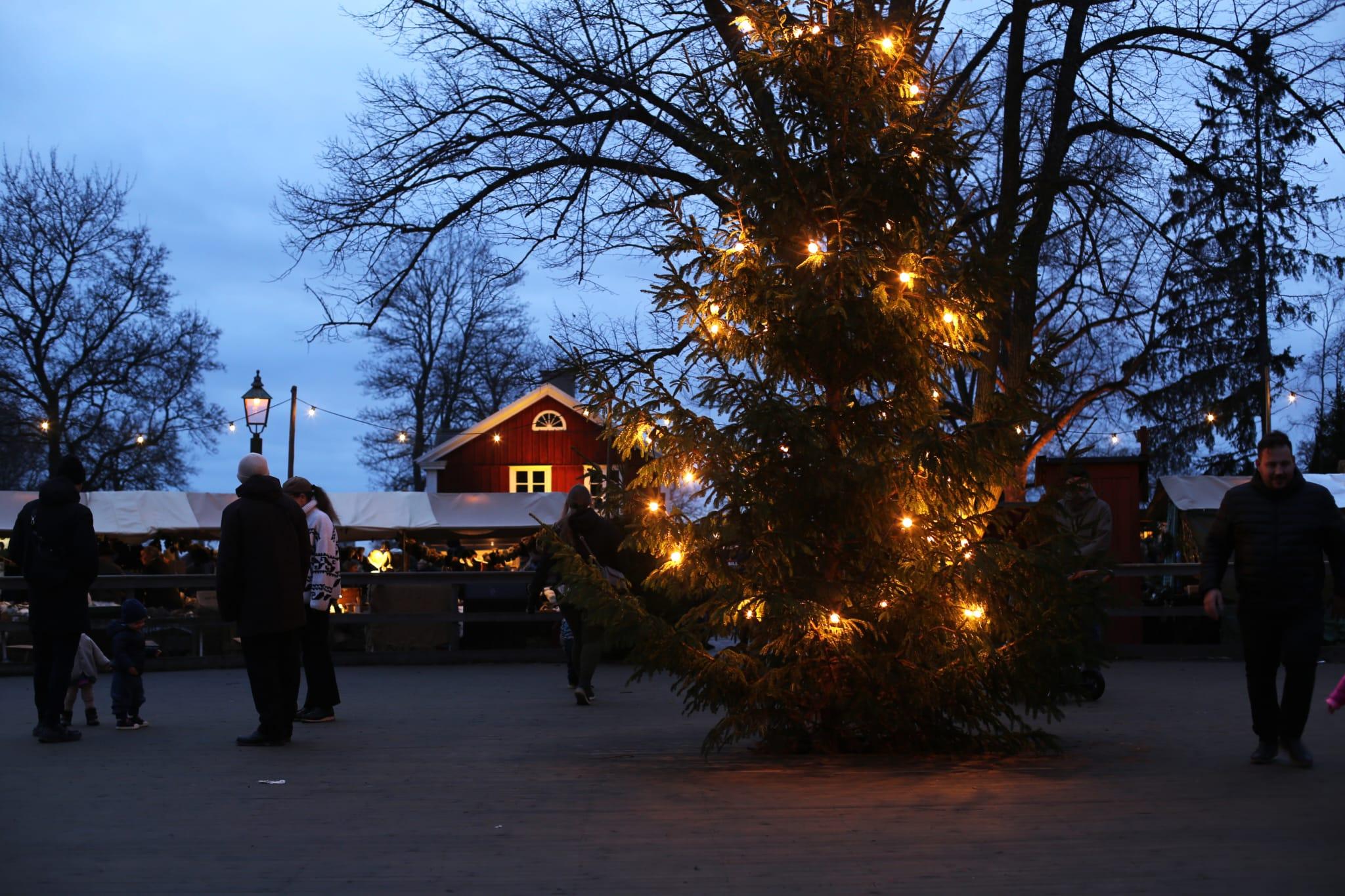 Hoffmannlea stockholm 5